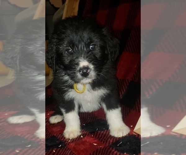 Medium Photo #5 Aussiedoodle Puppy For Sale in DERBY, IA, USA