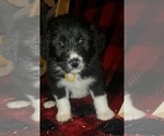 Small Photo #5 Aussiedoodle Puppy For Sale in DERBY, IA, USA