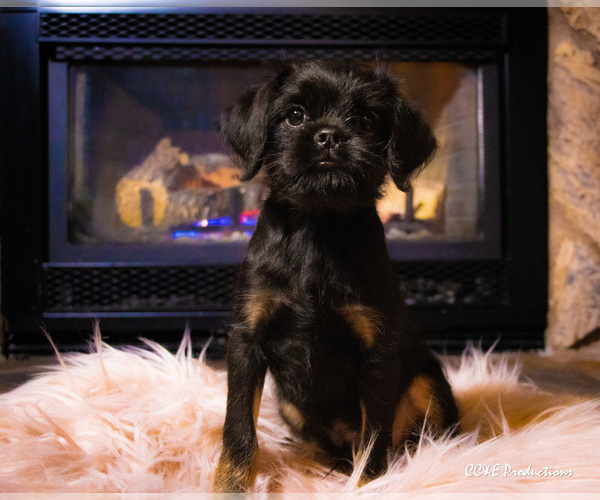 Medium Photo #2 Brussels Griffon Puppy For Sale in WOODINVILLE, WA, USA