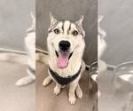 Small Siberian Husky