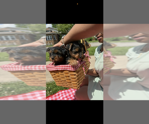 Yorkshire Terrier Puppy for sale in CHICAGO, IL, USA