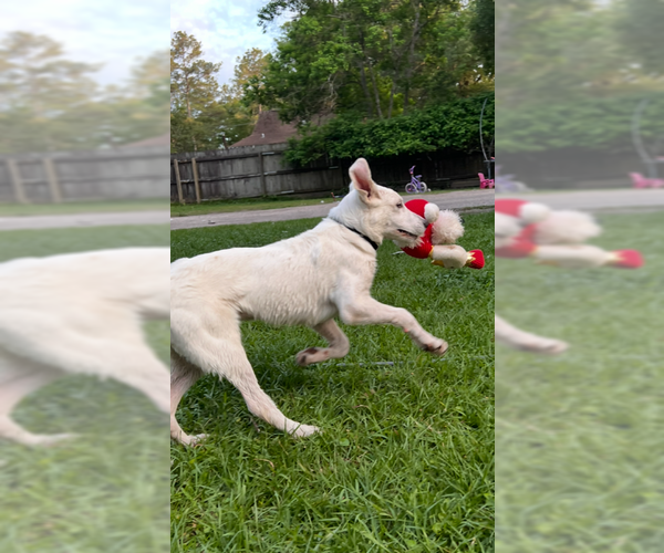 Medium Photo #7 Great Pyrenees Puppy For Sale in Spring, TX, USA
