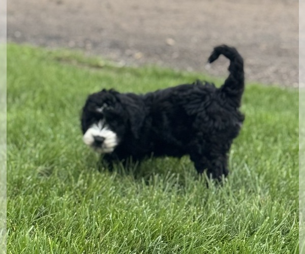 Medium Photo #6 Miniature Bernedoodle Puppy For Sale in LONGMONT, CO, USA