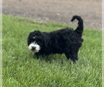 Small #5 Miniature Bernedoodle