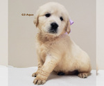 Small Photo #4 Golden Retriever Puppy For Sale in MILFORD, MI, USA