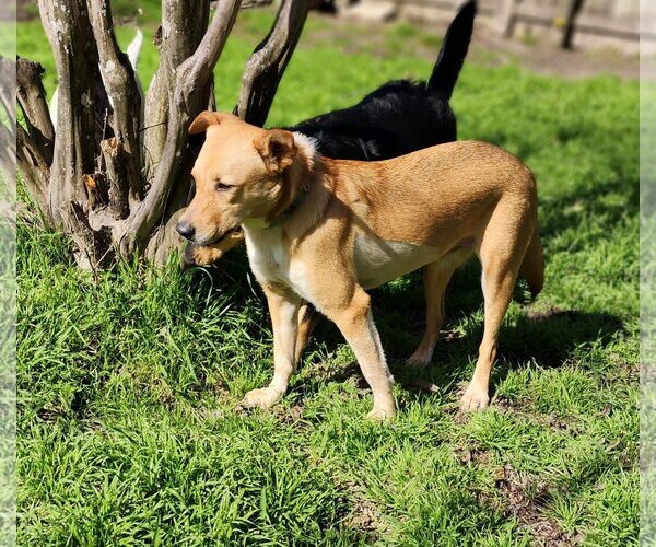 Medium Photo #20 Chihuahua-Unknown Mix Puppy For Sale in Spring, TX, USA