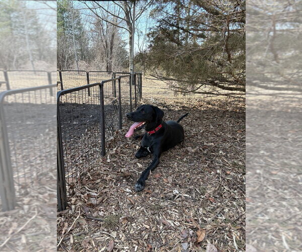 Medium Photo #7 Labrador Retriever-Unknown Mix Puppy For Sale in Minneapolis, MN, USA