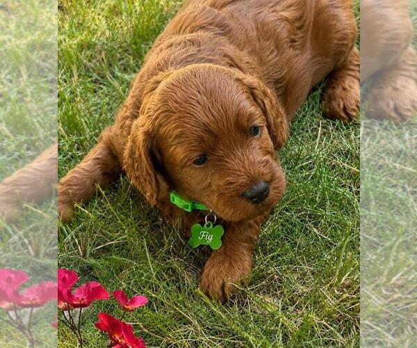 Medium Photo #5 Goldendoodle mix (+ Poodle Miniature) Puppy For Sale in WARWICK, RI, USA