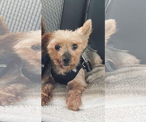 Mutt Dogs for adoption in Spring, TX, USA