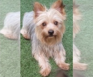 Father of the Yorkshire Terrier puppies born on 01/09/2026