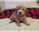 Small #14 Goldendoodle