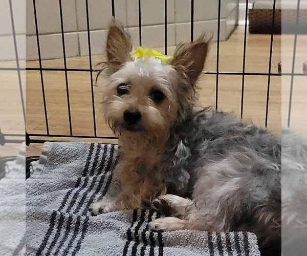 Medium Photo #1 Silky Terrier Puppy For Sale in ROGERS, AR, USA