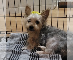 Silky Terrier Puppy for sale in ROGERS, AR, USA