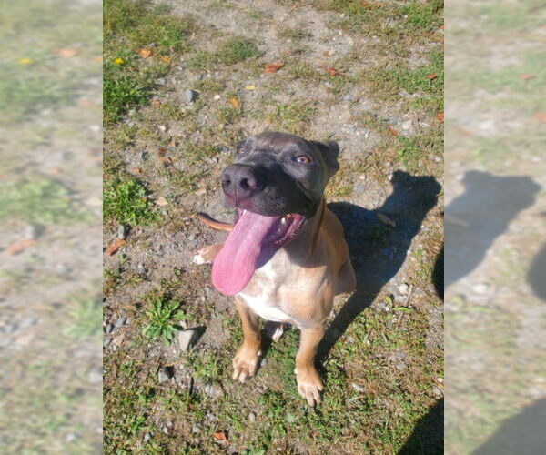 Medium Photo #8 Mutt Puppy For Sale in Sebec, ME, USA