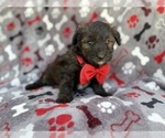 Small #4 Aussiedoodle Miniature 