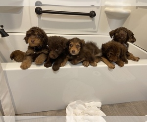 Labradoodle Puppy for sale in HATTIESBURG, MS, USA