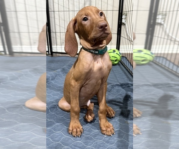 Medium Photo #3 Vizsla Puppy For Sale in CROWLEY, TX, USA