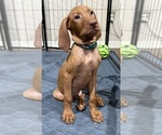 Small #2 Vizsla