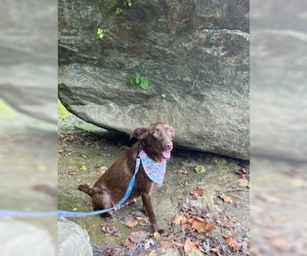 Medium Photo #4 Mutt Puppy For Sale in Evansville, IN, USA