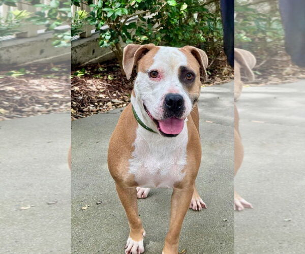 Medium Photo #1 Bulldog-Unknown Mix Puppy For Sale in Hilton Head, SC, USA