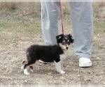 Small #3 Shetland Sheepdog