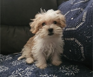 Shorkie Tzu Puppy for sale in WALSH, IL, USA