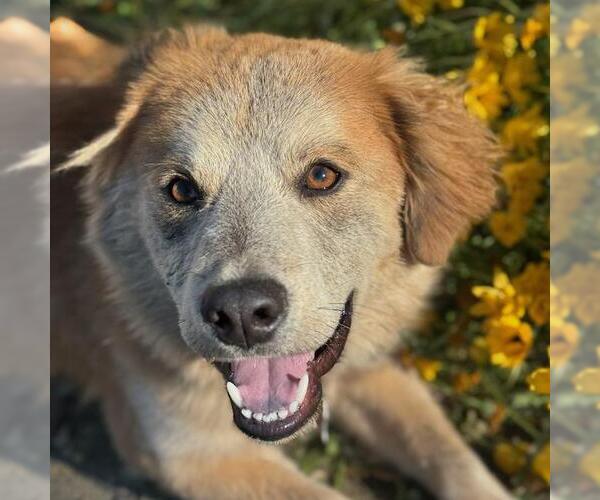 Medium Photo #2 Labrador Retriever-Unknown Mix Puppy For Sale in San Diego, CA, USA
