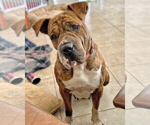 Boxer-Mastiff Mix Dogs for adoption in Corona, CA, USA