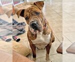 Small Photo #1 Boxer-Mastiff Mix Puppy For Sale in Corona, CA, USA