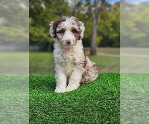Aussiedoodle Puppy for sale in INDIANAPOLIS, IN, USA