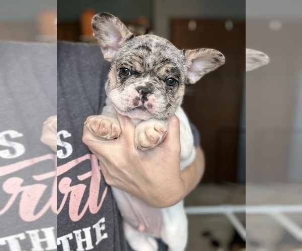 Medium Photo #1 French Bulldog Puppy For Sale in YORKTOWN, IN, USA