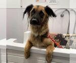 BANDIT - Male German Shepherd Dog-Unknown Mix Dog for Adoption - Small photo