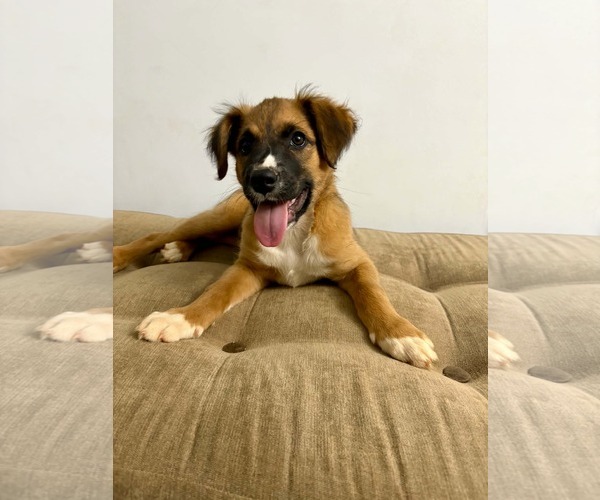 Medium Photo #1 Mutt Puppy For Sale in Forest, VA, USA