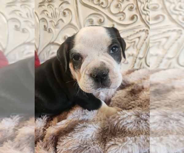 Medium Photo #8 Bulldog Puppy For Sale in FAIRFIELD, IA, USA