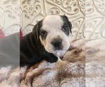 Small Photo #8 Bulldog Puppy For Sale in FAIRFIELD, IA, USA