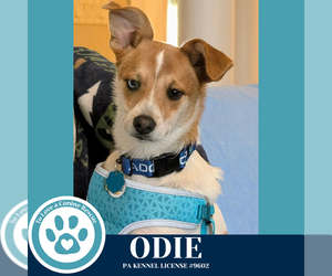 Mutt Dogs for adoption in Kimberton, PA, USA