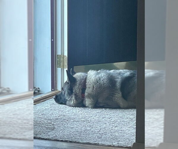 Medium Photo #9 Akita-Norwegian Elkhound Mix Puppy For Sale in Doylestown, PA, USA