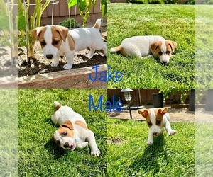 Jack Russell Terrier Puppy for sale in CARMICHAEL, CA, USA