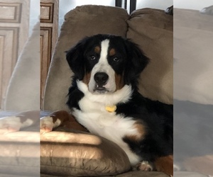 Mother of the Bernese Mountain Dog puppies born on 11/15/2020