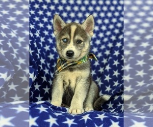 Labrador Retriever-Siberian Husky Mix Puppy for sale in LINCOLN UNIV, PA, USA