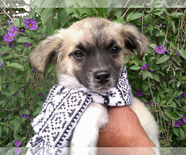 Medium Photo #1 Cock-A-Poo-Unknown Mix Puppy For Sale in San Diego, CA, USA