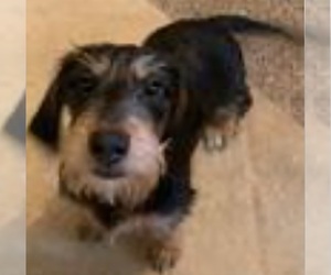 Father of the Dachshund puppies born on 05/21/2025
