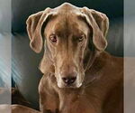 Small #10 Great Dane Mix