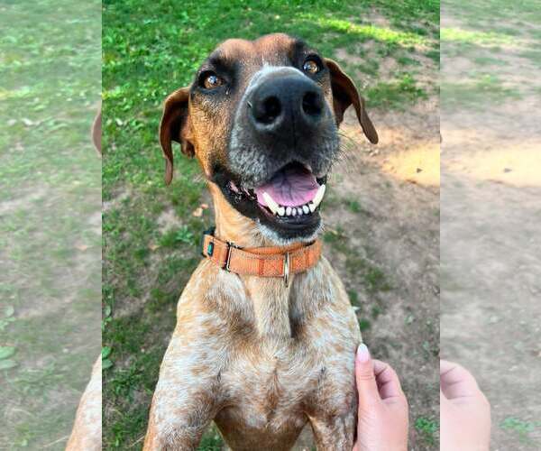 Medium Photo #13 Coonhound-Unknown Mix Puppy For Sale in Westwood, NJ, USA