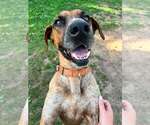 Small #12 Coonhound Mix