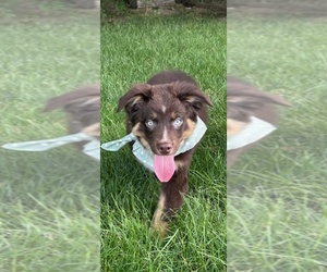 Australian Shepherd Puppy for sale in GREENFIELD, IN, USA