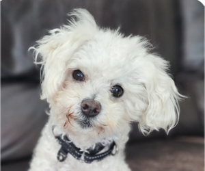 Maltipoo (Miniature) Dogs for adoption in San Ramon, CA, USA