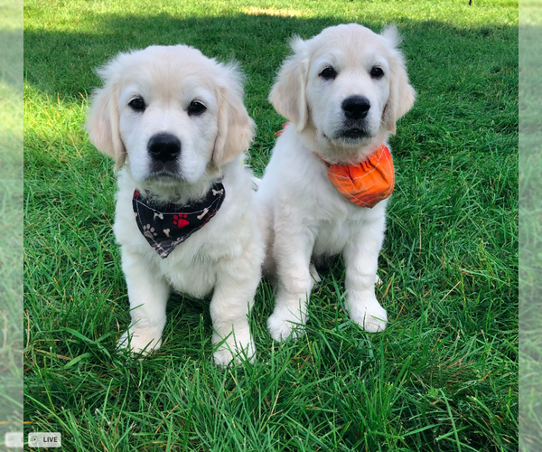 Medium Photo #5 English Cream Golden Retriever Puppy For Sale in BISMARCK, ND, USA
