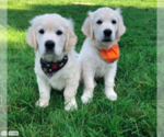 Small #4 English Cream Golden Retriever