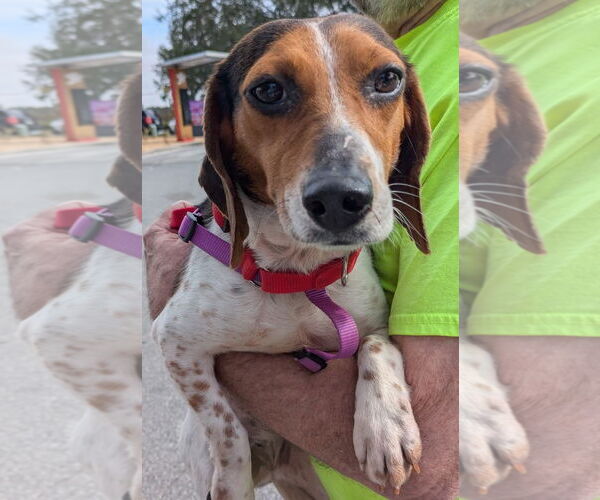 Medium Photo #2 Beagle Puppy For Sale in Dunnellon, FL, USA